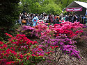 Azaleas and some of the Sakura Matsuri festivities, Brooklyn Botanic Garden.