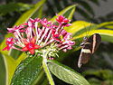 Butterfly Conservatory, American Museum of Natural History, New York.