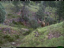 Trailcam picture of elk, Wind Cave National Park.