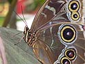 Wings of Mackinac Butterfly Conservatory, Mackinac Island, Michigan.