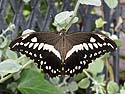 Wings of Mackinac Butterfly Conservatory, Mackinac Island, Michigan.