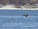 Eagle swooping low, Lock and Dam 18, Iowa/Illinois.