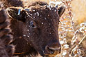Young bison, Custer State Park.