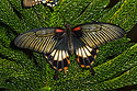 Butterfly Conservatory, American Museum of Natural History, New York.