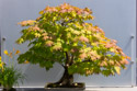 Bonsai at Chicago Botanic Garden.