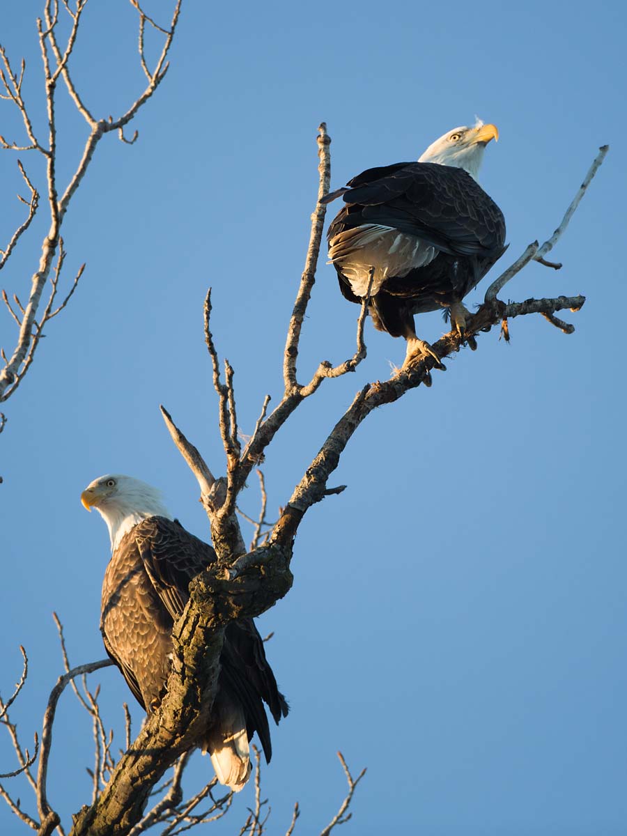 Bald eagles roosting at sunset, Hamilton, Illinois.  Click for next photo.