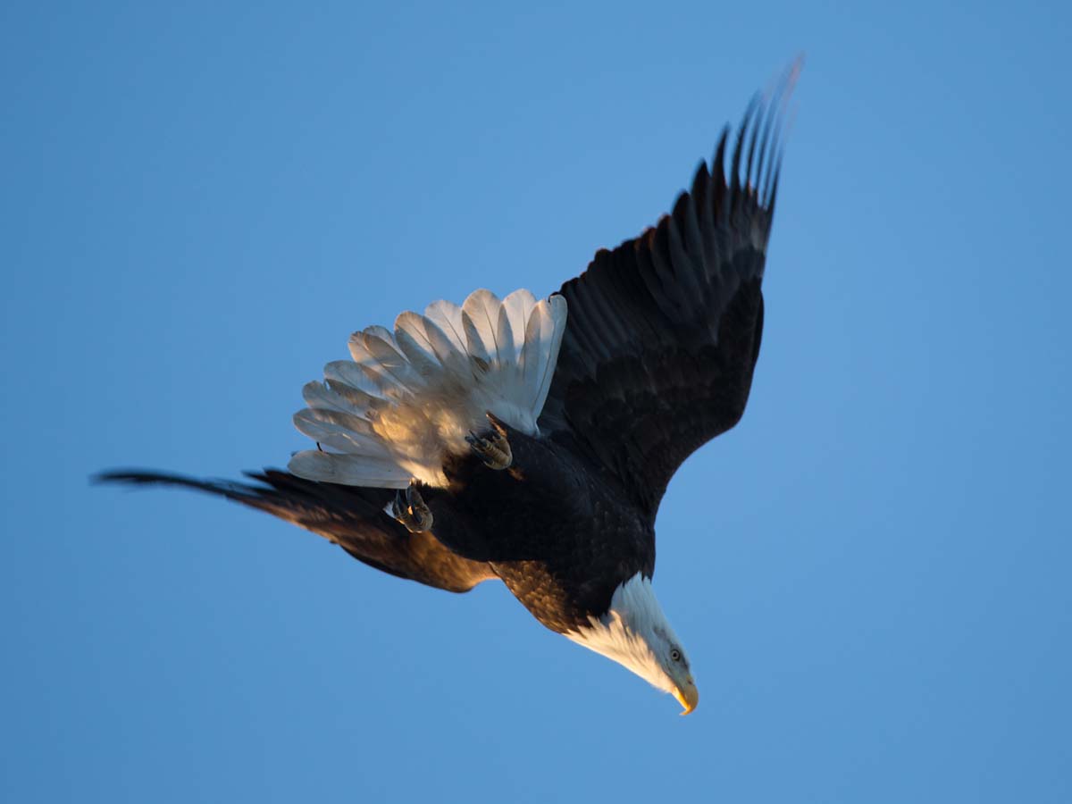 Bald eagle, Hamilton, Illinois.  Click for next photo.