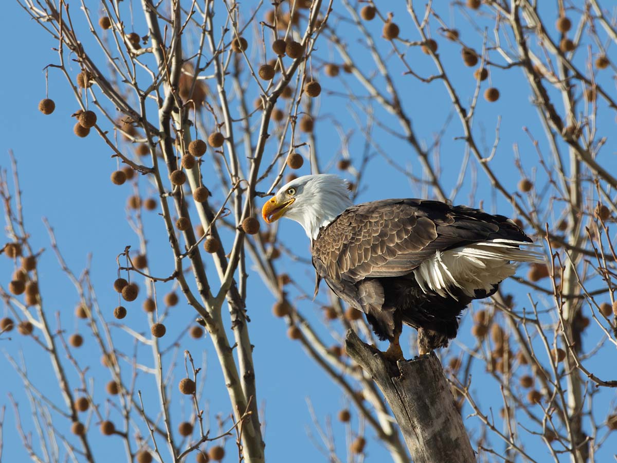 Bald eagle, Ft. Madison, Iowa.  Click for next photo.