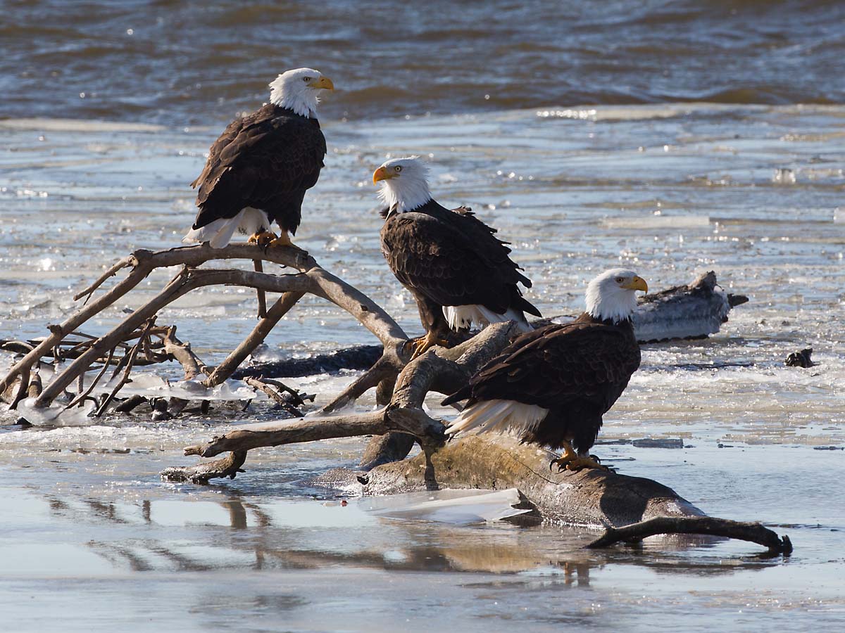 Bald eagles on the frozen Mississippi River shore, Ft. Madison, Iowa.  Click for next photo.