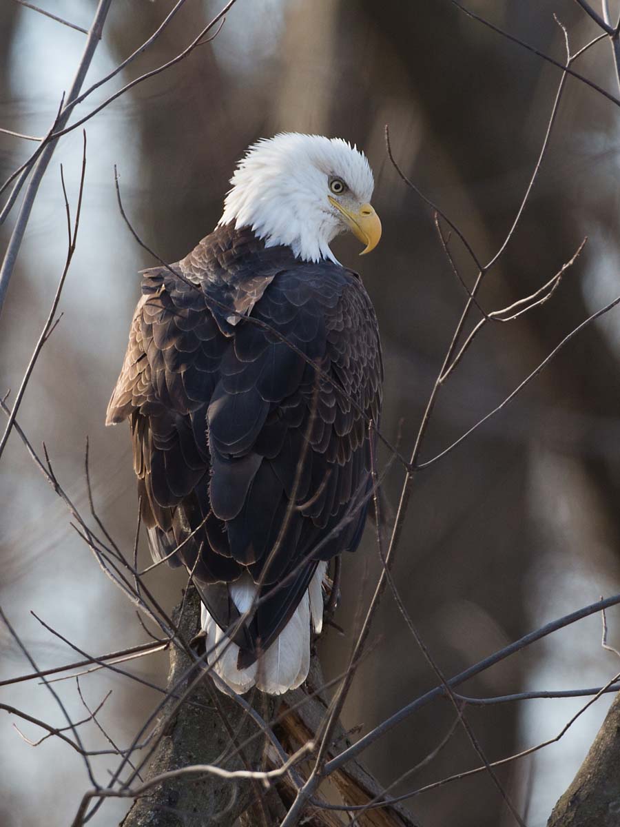 Bald eagle at Lock and Dam 18, Oquawka, Illinois.  Click for next photo.