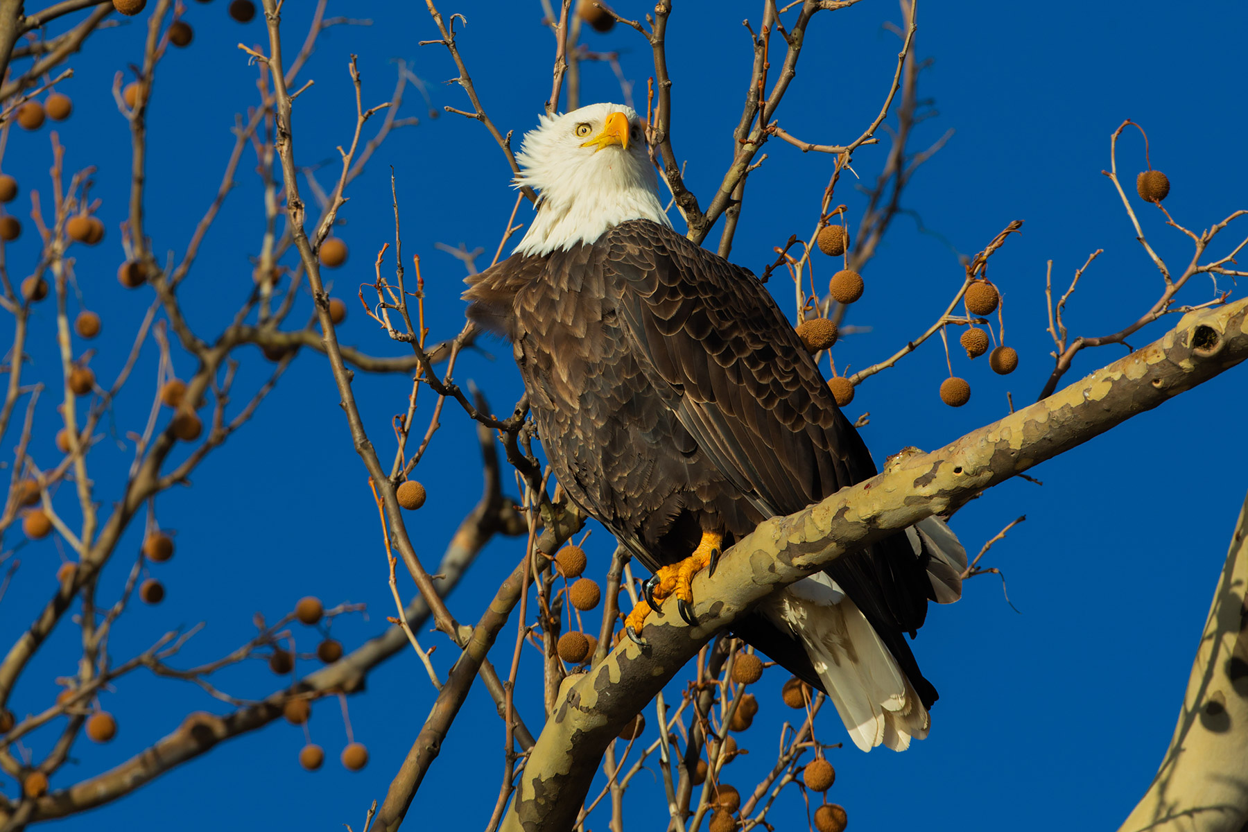 Bald eagle, Ft. Madison, Iowa.  Click for next photo.