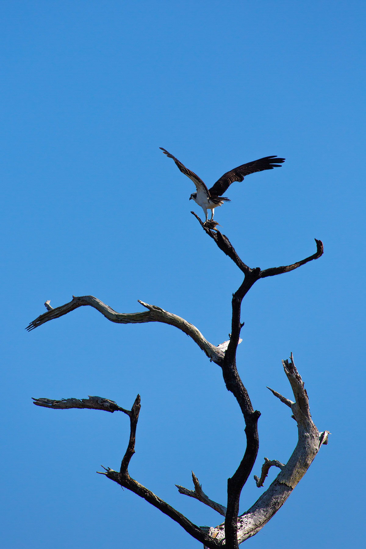 Osprey, Honeymoon Island State Park, Florida.    Click for next photo.