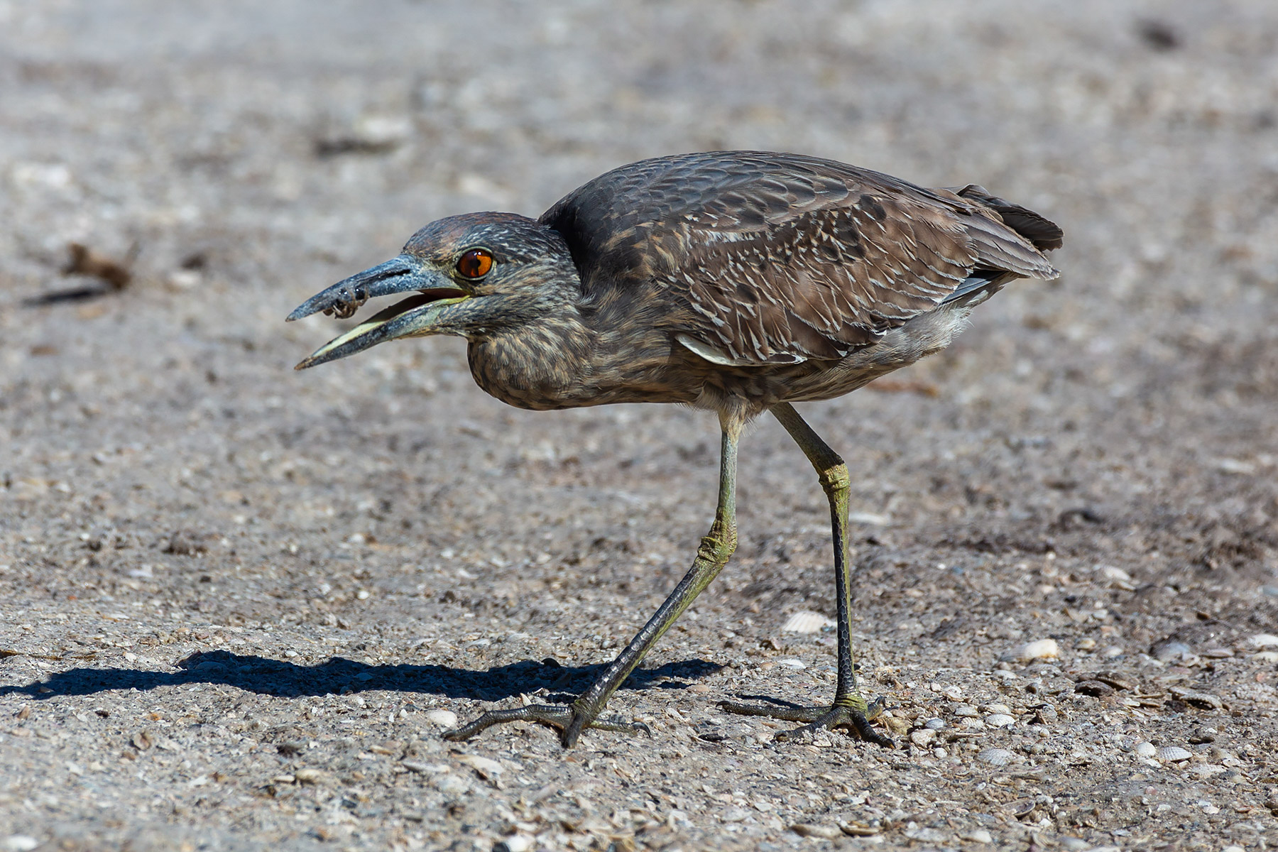 Yellow-crowned night heron (juvenile) catching little crabs, Ding Darling National Wildlife Refuge, Sanibel Island, Florida.    Click for next photo.
