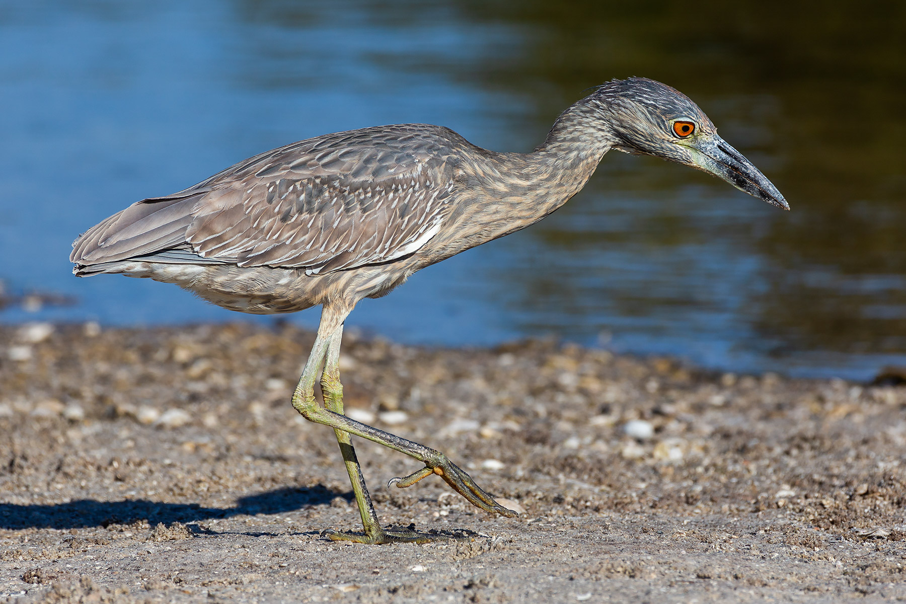 Yellow-crowned night heron (juvenile) catching little crabs, Ding Darling National Wildlife Refuge, Sanibel Island, Florida.    Click for next photo.