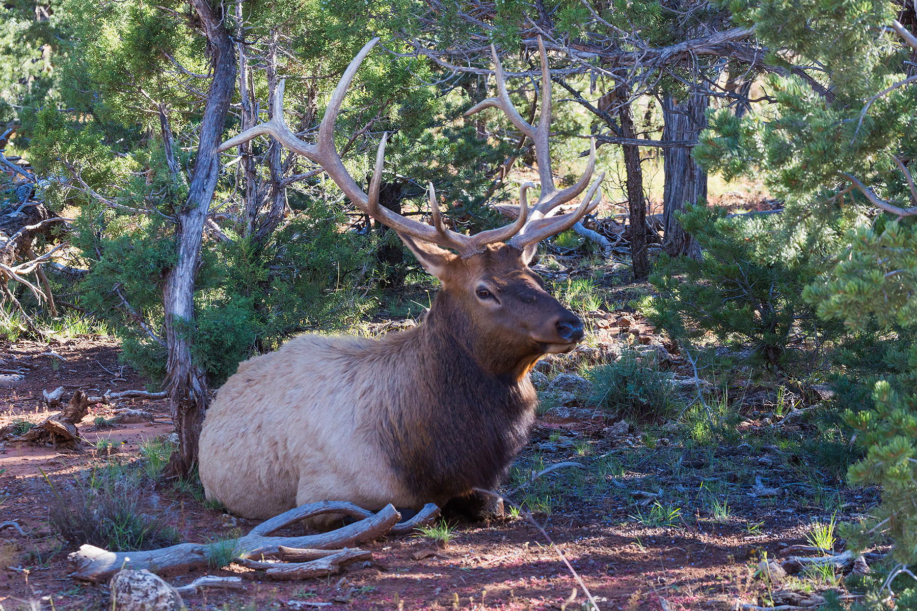 Bull elk hanging around the visitors center at Grand Canyon National Park.  Click for next photo.