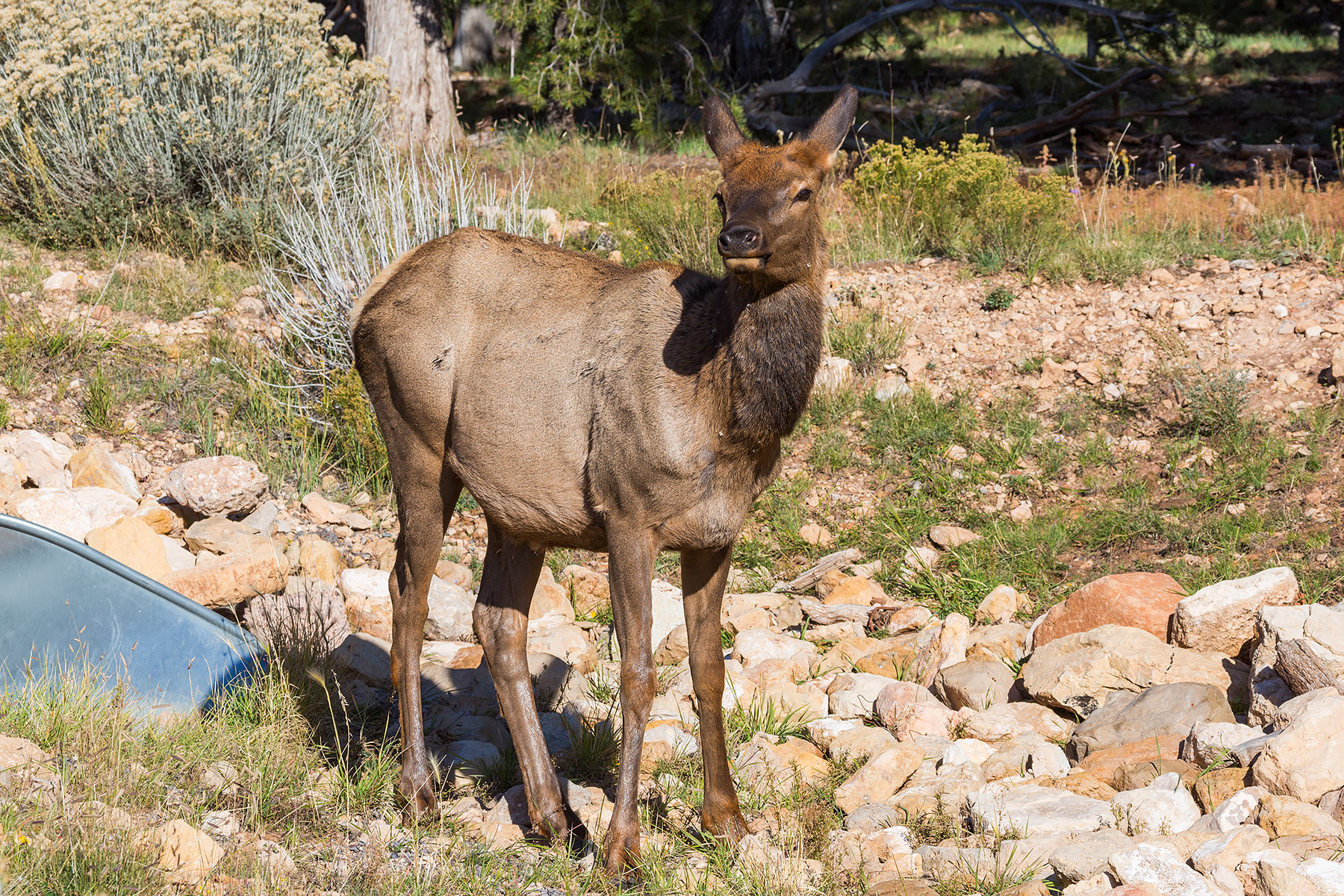 Elk near the visitors center at Grand Canyon National Park.  Click for next photo.