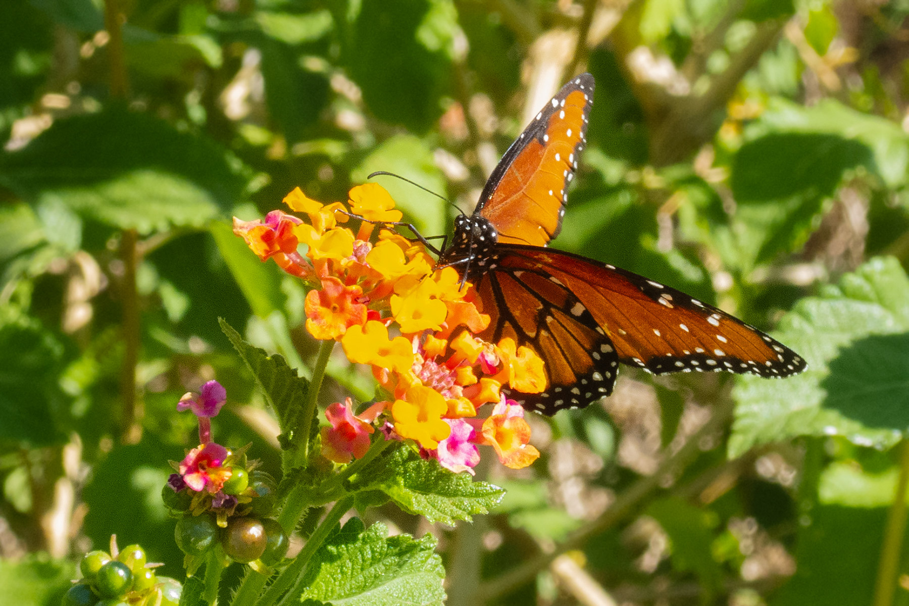 Desert Botanical Garden, Phoenix.  Click for next photo.