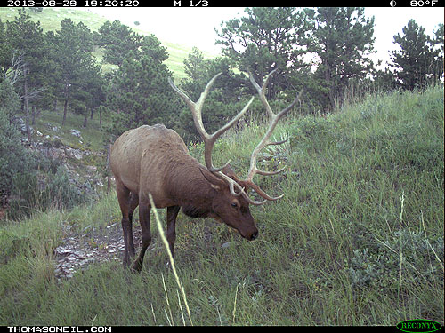 Elk on trail camera, Wind Cave National Park, South Dakota.