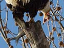 Bald eagle tearing apart a fish, Ft. Madison, Iowa.
