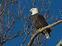 Bald eagle, Ft. Madison, Iowa.