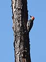 Red-bellied Woodpecker, Honeymoon Island State Park, Florida.  