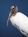 Wood Stork by a pond behind a shopping center, somewhere in Florida.  