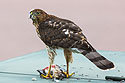 Cooper�s Hawk dining on some other bird in front of my house, South Dakota.