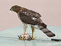 Cooper�s Hawk dining on some other bird in front of my house, South Dakota.
