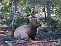 Bull elk hanging around the visitor�s center at Grand Canyon National Park.