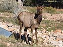 Elk near the visitor�s center at Grand Canyon National Park.