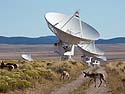 Pronghorns patrol the Very Large Array, New Mexico.