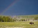 Bison and rainbow, Yellowstone.