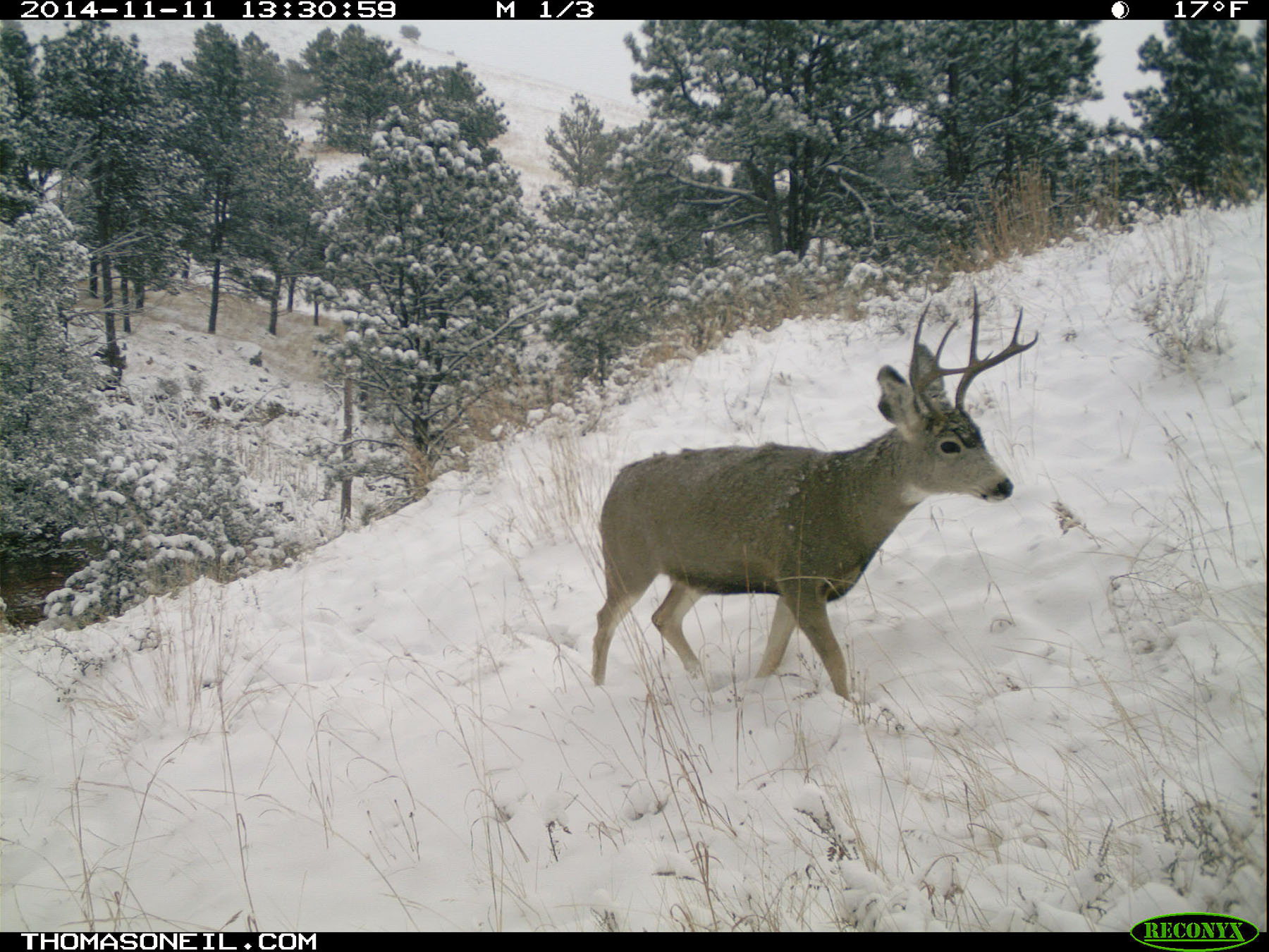 Deer on trailcam, Wind Cave National Park.  Click for next photo.