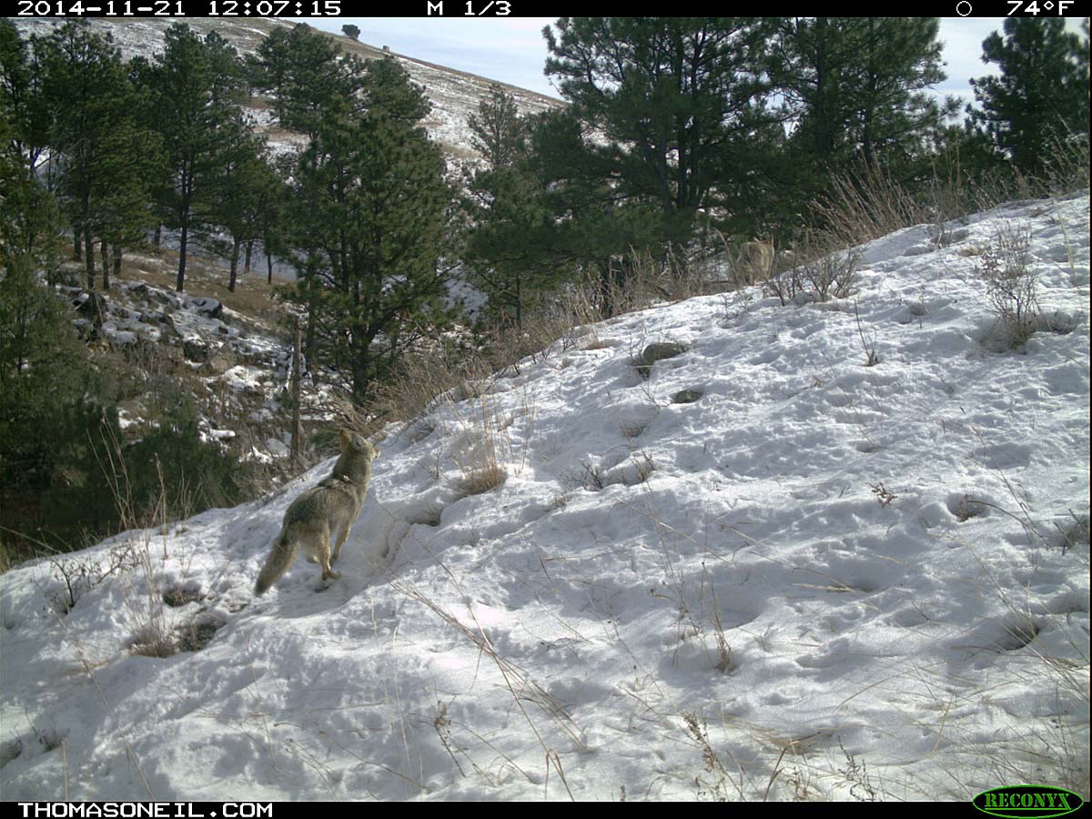 Second coyote chasing the first (still visible) on trailcam, Wind Cave National Park.  Click for next photo.