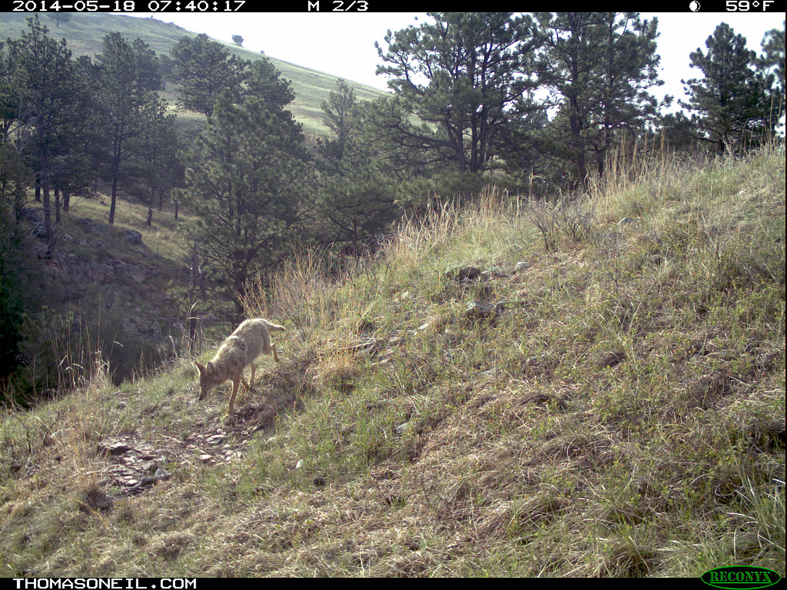 Coyote on Reconyx trailcam, Wind Cave National Park.  Click for next photo.