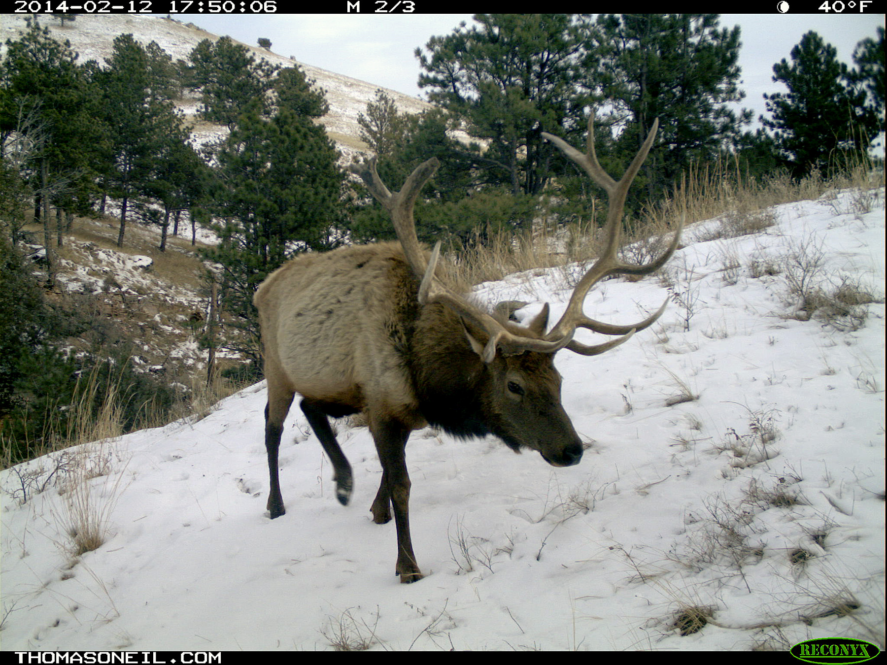 Elk on trail camera, Wind Cave National Park, SD.  Click for next photo.