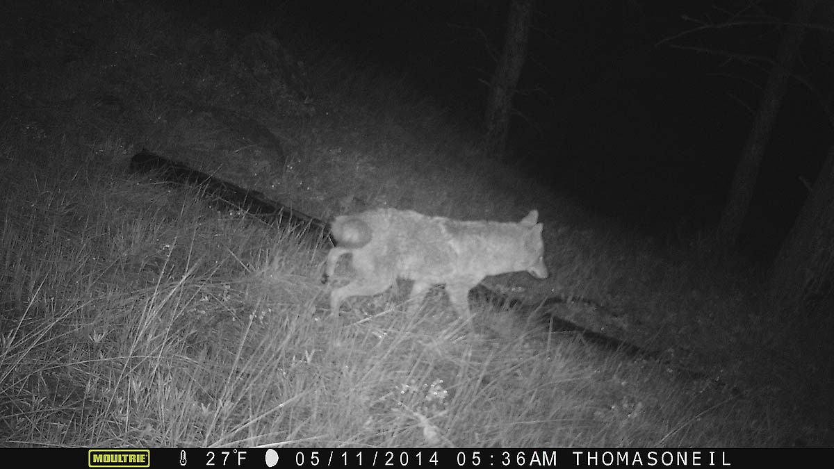 Coyote on Moultrie trailcam, Wind Cave National Park.  Click for next photo.