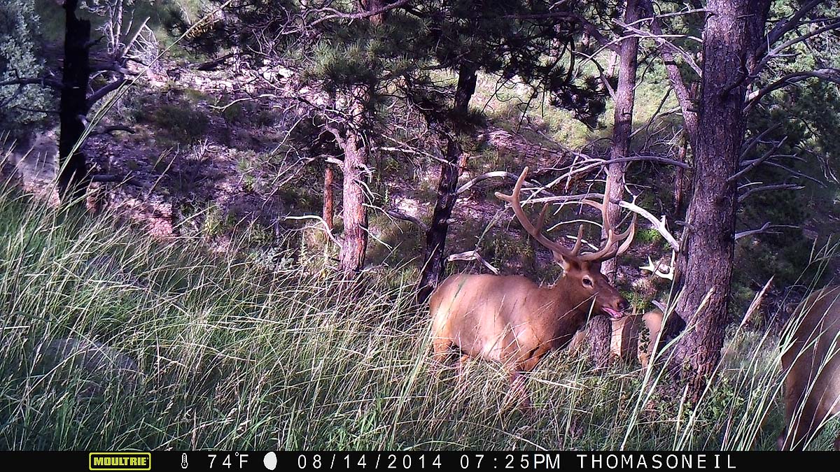 Elk on Moultrie trailcam, Wind Cave National Park.  Click for next photo.
