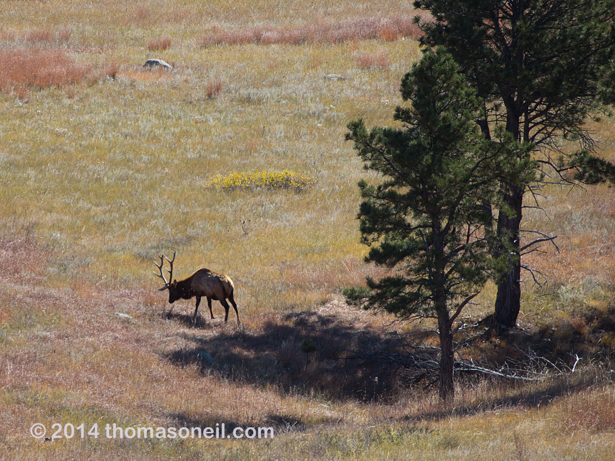 While walking down the hill to my trail cameras, I got an SLR shot of this elk lurking in the area, Wind Cave National Park.  Click for next photo.