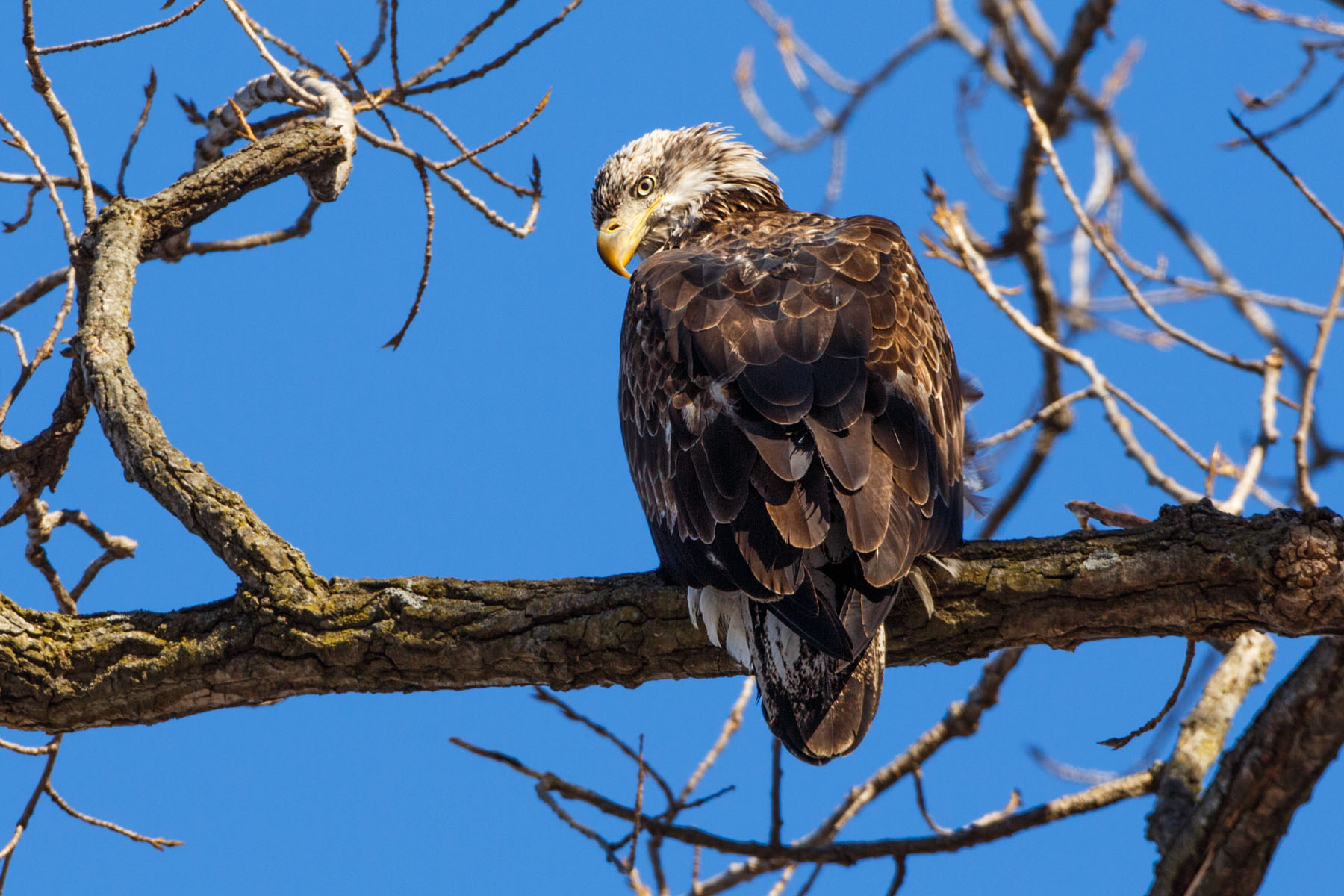 Bald eagle (juvenile), Lock and Dam 18 on the Mississippi River in Illinois.  Click for next photo.