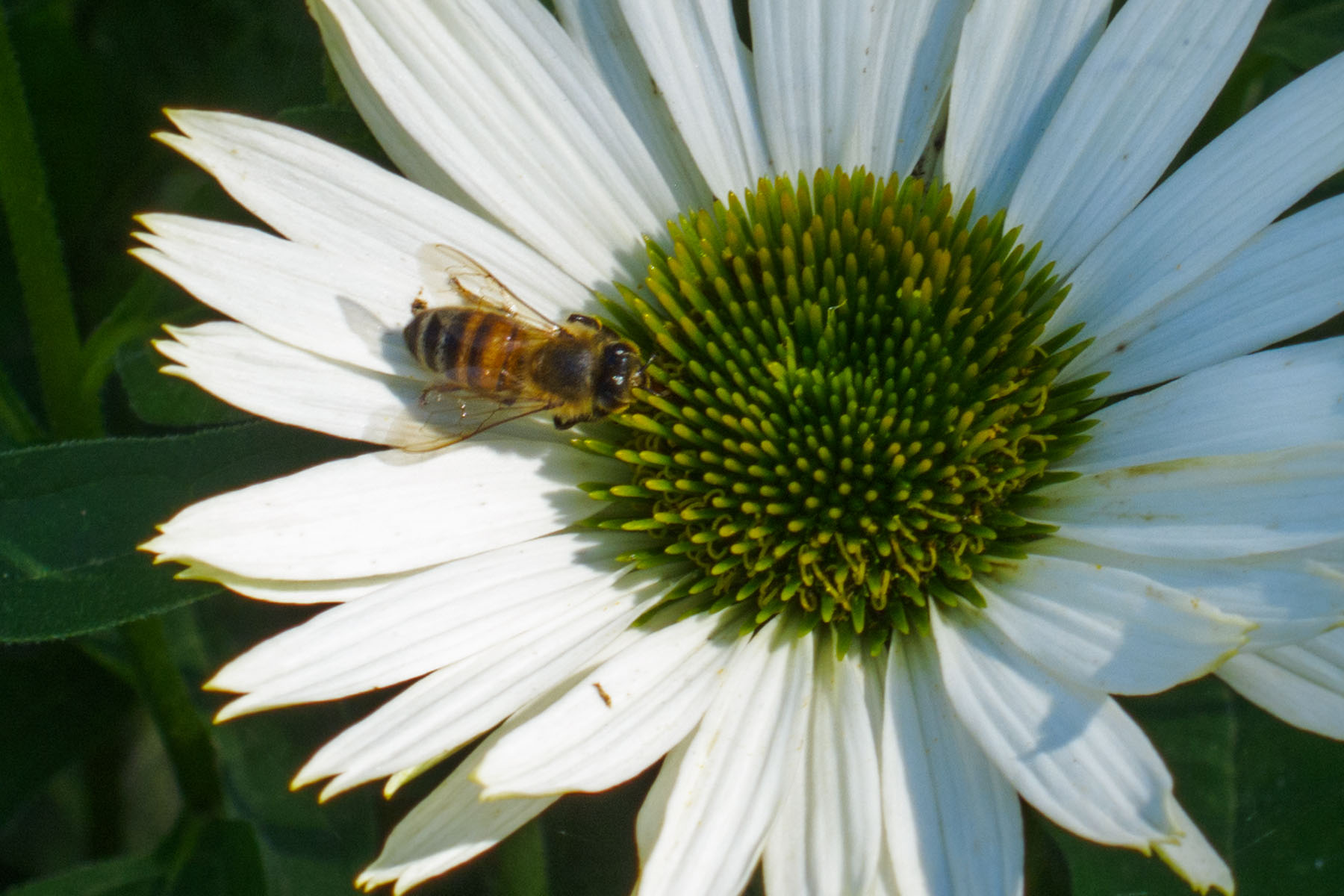 Bee on a flower, Denver Arboretum.  Click for next photo.