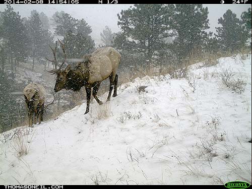 Elk on trail camera, Wind Cave National Park, SD.