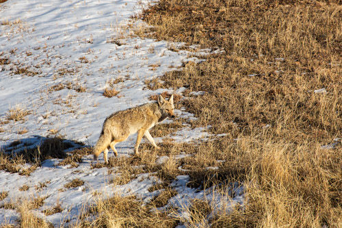 Coyote, Wind Cave National Park, South Dakota.