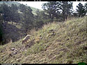 Coyote on Reconyx trailcam, Wind Cave National Park.