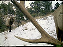 Elk on trail camera, Wind Cave National Park, SD.