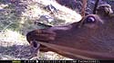 Elk trying to detach Moultrie trailcam from the tree, Wind Cave National Park.  The elk somehow managed to loosen the cable lock.