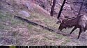 Elk on Moultrie trailcam, Wind Cave National Park.  The image is crooked due to the elk in the previous image knocking the camera askew.