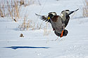 Duck landing, Arrowhead Park, Sioux Falls, SD.