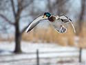 Duck in flight, Arrowhead Park, Sioux Falls, SD.
