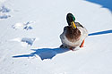 Duck struggling through the snow, Arrowhead Park, Sioux Falls.